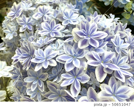 Blue Double Ajisai Stock Photo