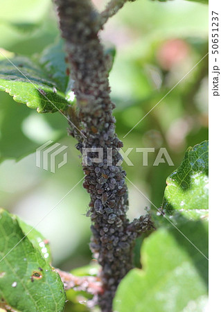 オカボノアカアブラムシ03 50651237