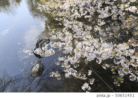 足立区東綾瀬公園　やざえもん橋付近の桜 50651451