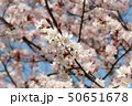 厳しい冬を越え、桜咲く 50651678