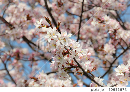 厳しい冬を越え、桜咲く 厳しい冬を越え、桜咲く 50651678