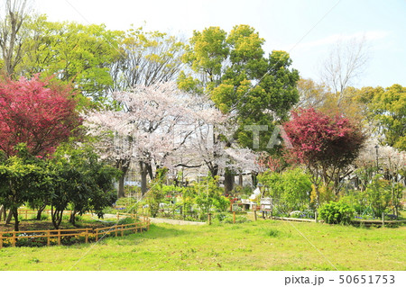 サクラとトキワマンサクの花（ベニバナトキワマンサク） 50651753