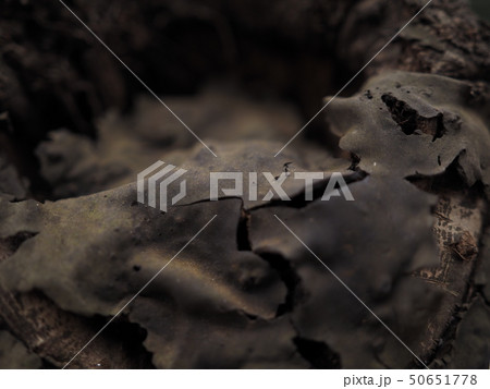 樹皮 樹皮 50651778