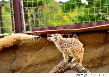 ヨコハマズーラシア動物園かわいい顔をしたミーアキャット 50651843