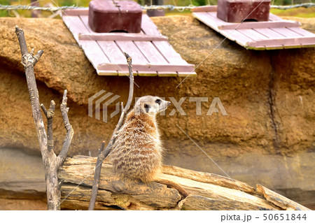 ヨコハマズーラシア動物園かわいい顔をしたミーアキャット 50651844