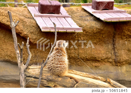 ヨコハマズーラシア動物園かわいい顔をしたミーアキャット 50651845