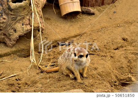 ヨコハマズーラシア動物園かわいい顔をしたミーアキャット ヨコハマズーラシア動物園かわいい顔をしたミーアキャット 50651850