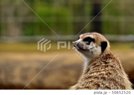 ヨコハマズーラシア動物園かわいい顔をしたミーアキャット ヨコハマズーラシア動物園かわいい顔をしたミーアキャット 50652520