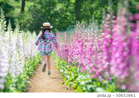 花畑で遊ぶ女の子 花畑で遊ぶ女の子 50652661