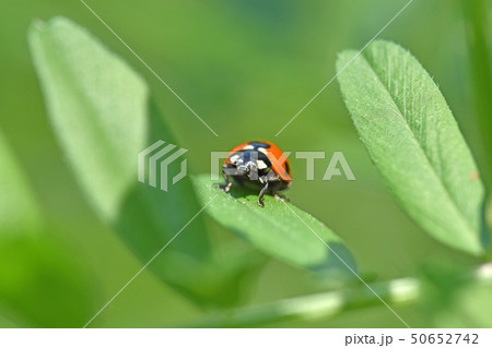 ナナホシテントウムシ 50652742
