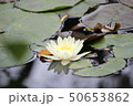 睡蓮 「泥沼(厳しい環境)でも美しく咲く花。強い生命力」 50653862