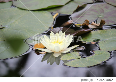 睡蓮 「泥沼(厳しい環境)でも美しく咲く花。強い生命力」 50653862