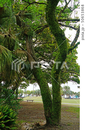 青島　青島神社　宮崎県 50653868