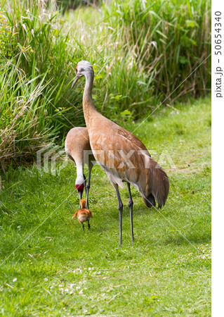 sandhill crane and baby chick 50654340