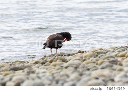 Black Oystercatcher 50654369