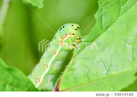 アヤモクメキリガの幼虫 アヤモクメキリガの幼虫 50654580