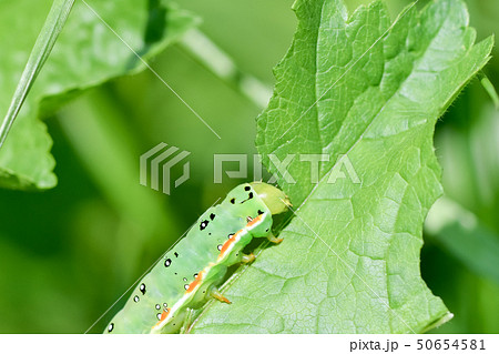 アヤモクメキリガの幼虫 50654581