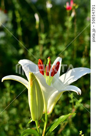 みなとみらい新港中央広場で美しい大輪と香りが楽しめるユリの花 50654701