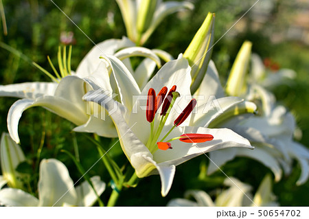 みなとみらい新港中央広場で美しい大輪と香りが楽しめるユリの花 50654702