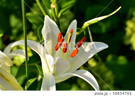 みなとみらい新港中央広場で美しい大輪と香りが楽しめるユリの花 50654703