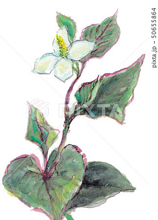 ドクダミ 50655864