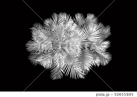top view palm leaves tree for summer background top view palm leaves tree for summer background 50655895