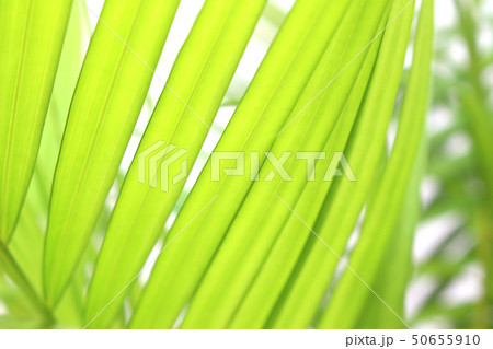 tropical green palm leaf on white wall background tropical green palm leaf on white wall background 50655910