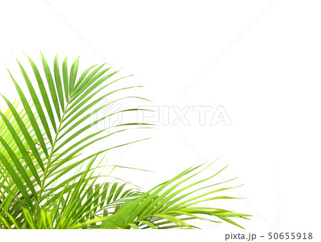 tropical green palm leaf on white wall background tropical green palm leaf on white wall background 50655918