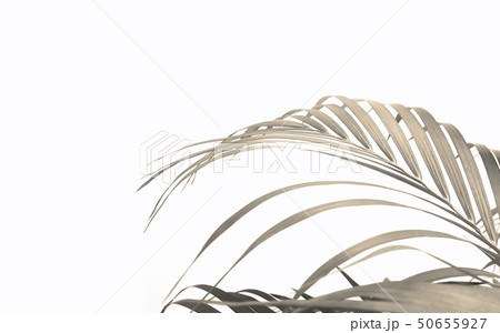 tropical palm leaf on white wall background tropical palm leaf on white wall background 50655927