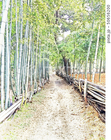竹林の道のイラスト素材