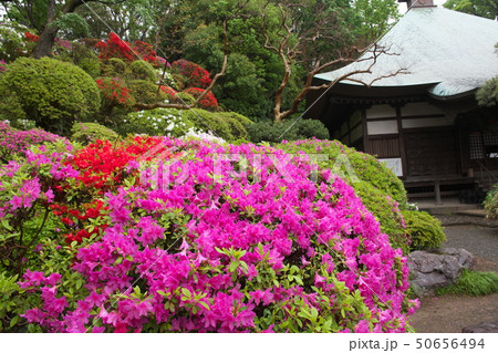 雨の中のツツジ 50656494