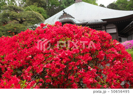 雨の中のツツジ 50656495