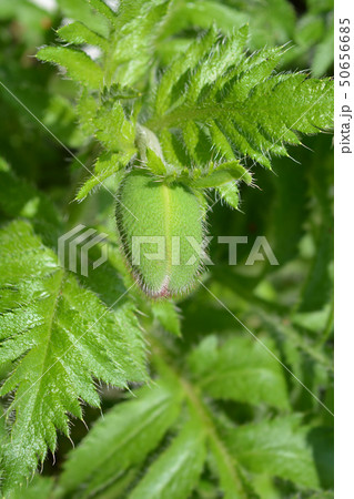 Oriental poppy Oriental poppy 50656685