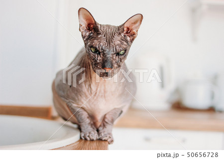 Purebred bald Sphynx cat grey tabby sitting on the 50656728
