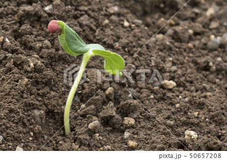 Seedling growing out of soil, Maharashtra, India 50657208