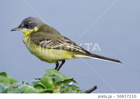 Yellow wagtail male, at waters edge near Pune 50657210