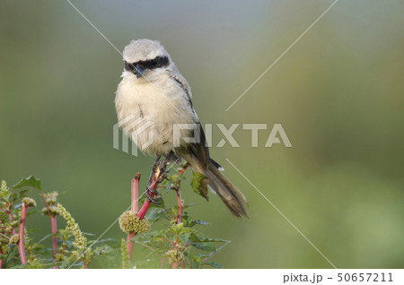 Red backed Shrike, Lanius collurio near Pune 50657211