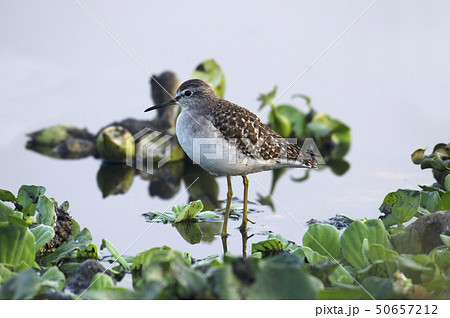 Spotted Sandpiper in search of food near Pune 50657212