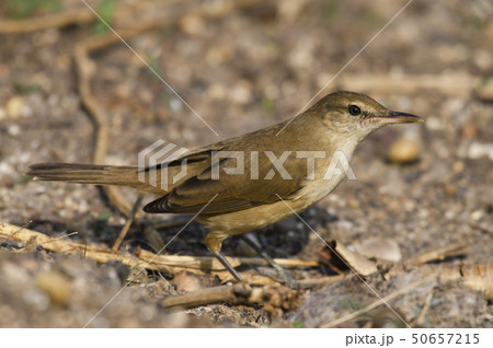 Clamorous reed warbler at Bhigwan, Pune, India 50657215