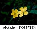 ヤマブキ 50657584