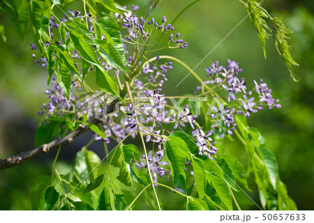 センダンの花 50657633