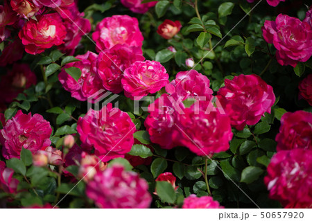 花 花 50657920