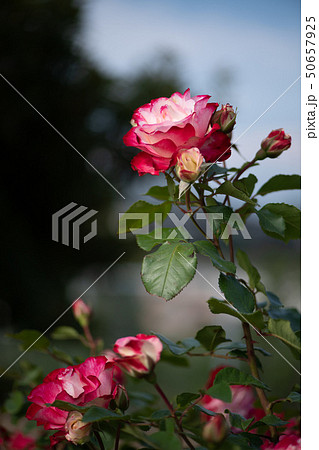 花 花 50657925