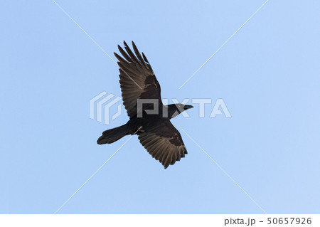 Common Raven Common Raven 50657926