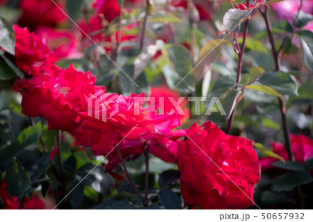 花 花 50657932
