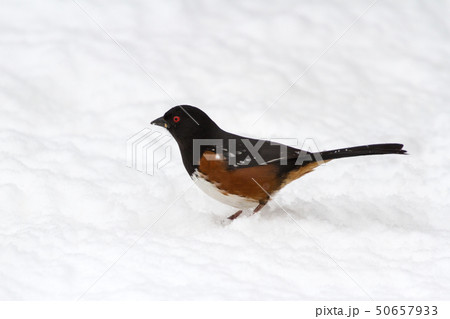 Spotted Towhee Spotted Towhee 50657933