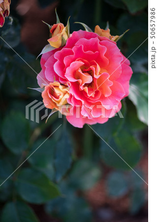 花 花 50657986