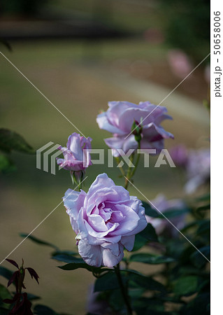 花 花 50658006