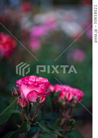 花 花 50658021