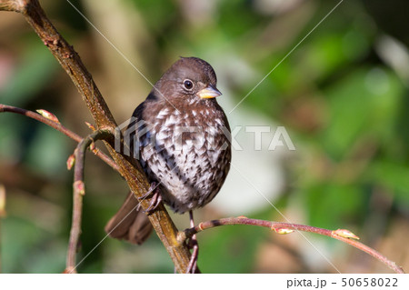 Fox Sparrow Fox Sparrow 50658022